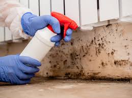 Best Black Mold Removal  in Prieville, NC